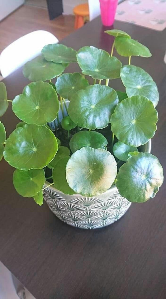 XF7 Live Coin Plant Chinese Lucky Money Plant Tree for Office Desk Balcony Terrace Garden Living Room Corner Bedroom Home Decoration Gifting Air Purifier Study Table Hanging Pennywort Pilea