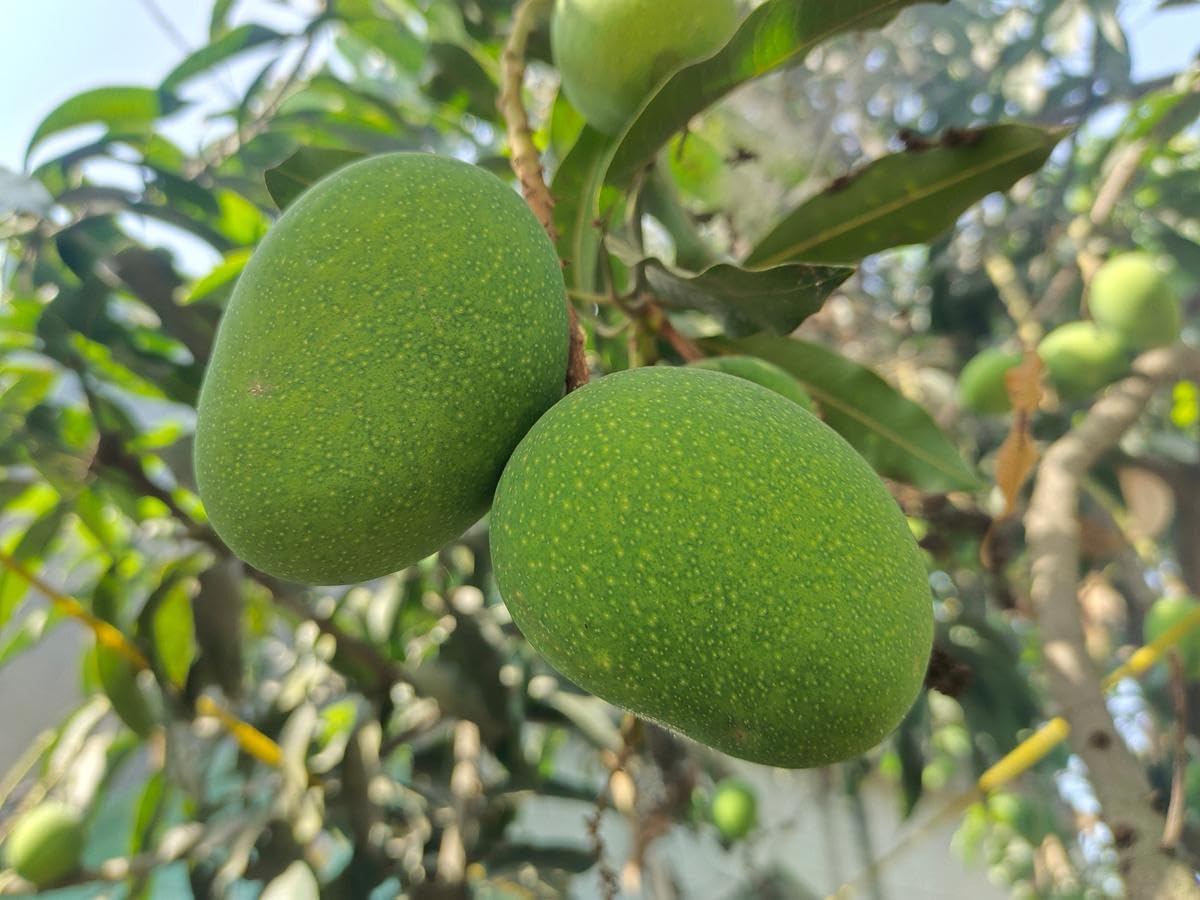 Seeds Ville Grafted Mango Plant Live Fruit Tree 60-90 cm