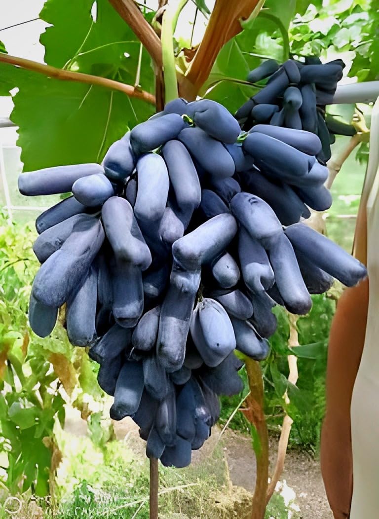 PAJUSDYASI-"Moon Drop Black grapes" Fruit plant Seedless all seasons hybrid - 1 Healthy Live Super Yielding Early Fruting Moon Drop Black grapes Fruit Plant for Home Garden