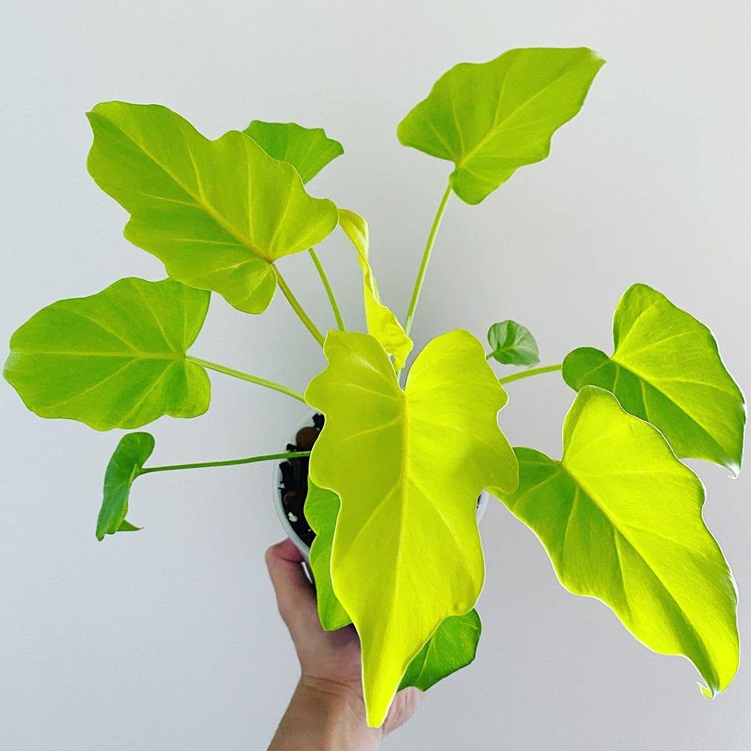 LittleJungle Philodendron Micans - Live Plant with 5.5 Inches White Decor Pot | Indoor Plants For Home | Live Plants Indoor | Air Purifying Plant | Live Plant With Pot For Home Decor |