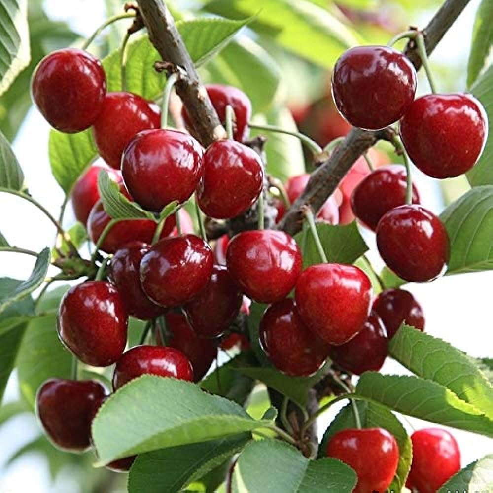 CHERRY PLANT GRAFTED - Fruit Tree - Live Outdoor Garden Plant
