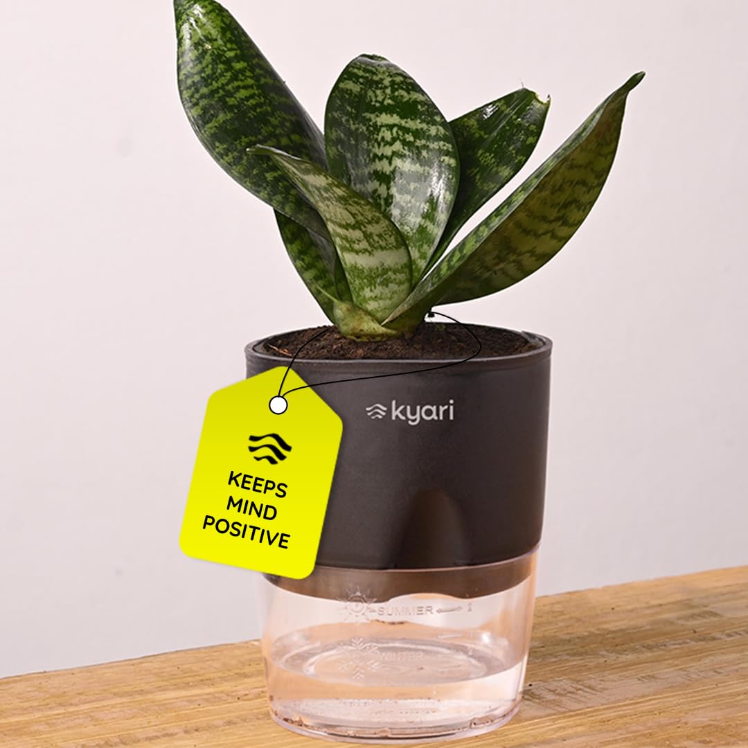 KYARI Sansevieria Green Snake Air Purifier Plant with White Self Watering Pot - Small 4 Inch