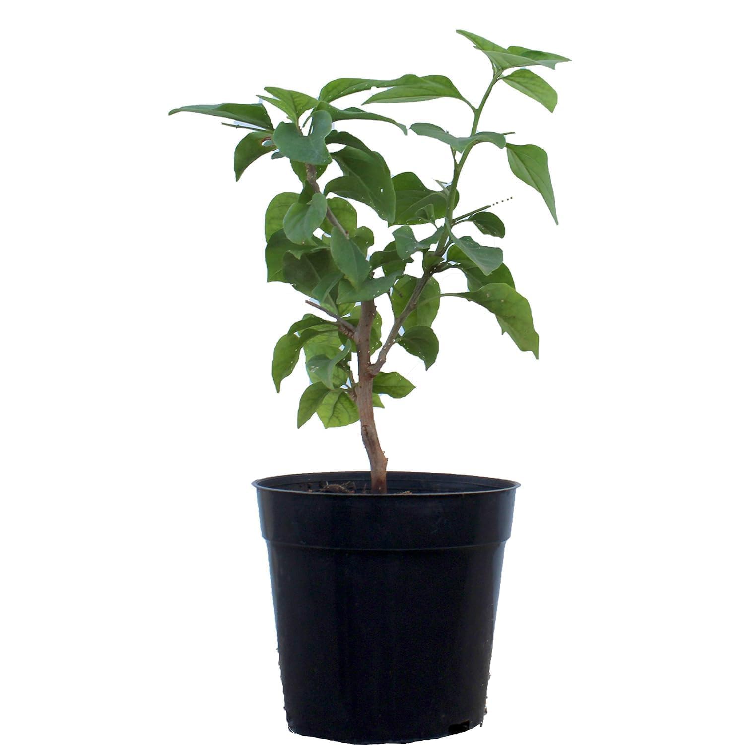 Grafted Multi-Colour Bougainvillea Live Bonsai Tree, 4-5 Colours, Indoor & Outdoor Plant