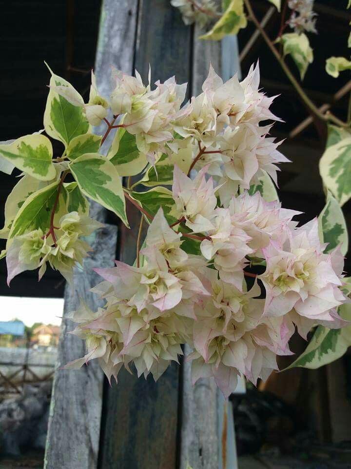 Seeds Ville Bougainvillea Live Flowering Plant Pack of 1