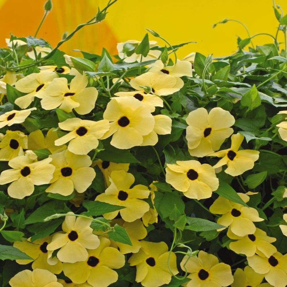 100+ Seeds- Climbing Vine Thunbergia Black-Eyed Susan Yellow Flower Seeds For Gardening