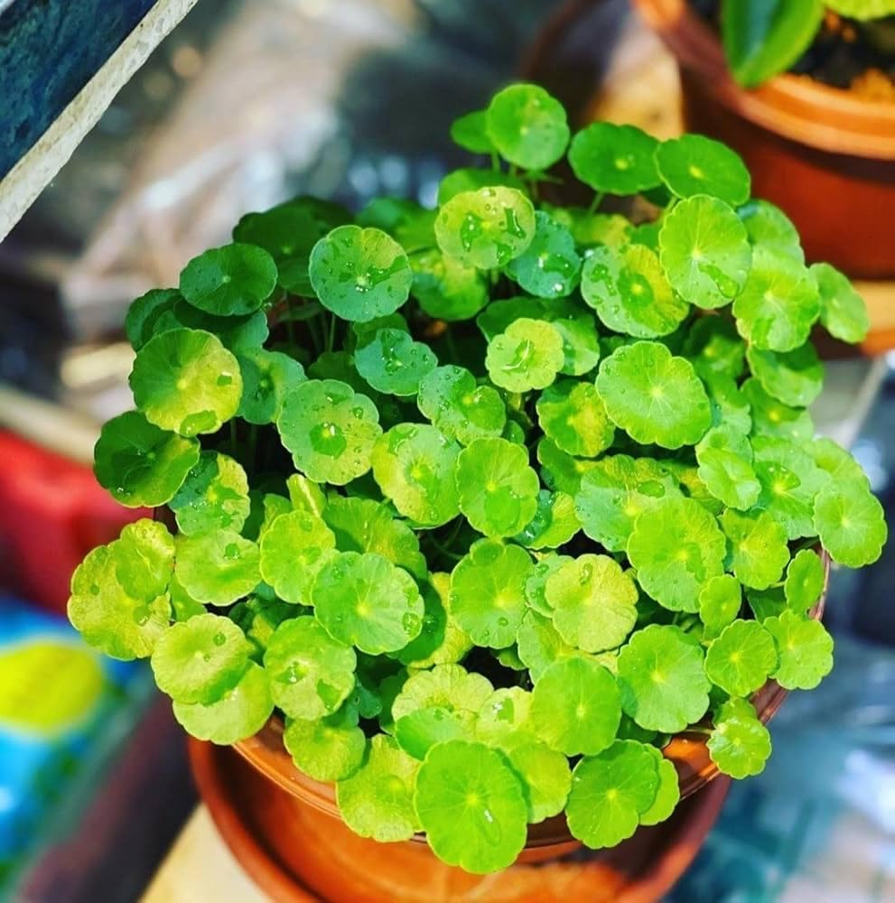 LIVE CHINESE MONEY PLANT (PENNYWORT) - INDOOR HOUSEPLANT - BEST FENG SHUII GOODLUCK PLANT - SUITABLE IN BEDROOM, LIVING ROOM, OFFICE DESK, TABLE HOME GARDEN OR BALCONIES - WITH POT