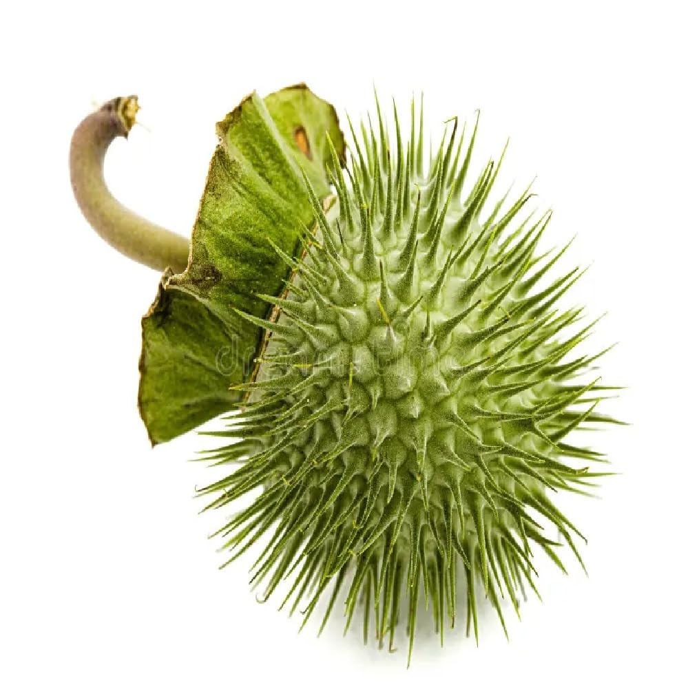 Fresh Dhatura Fruit 1pc
