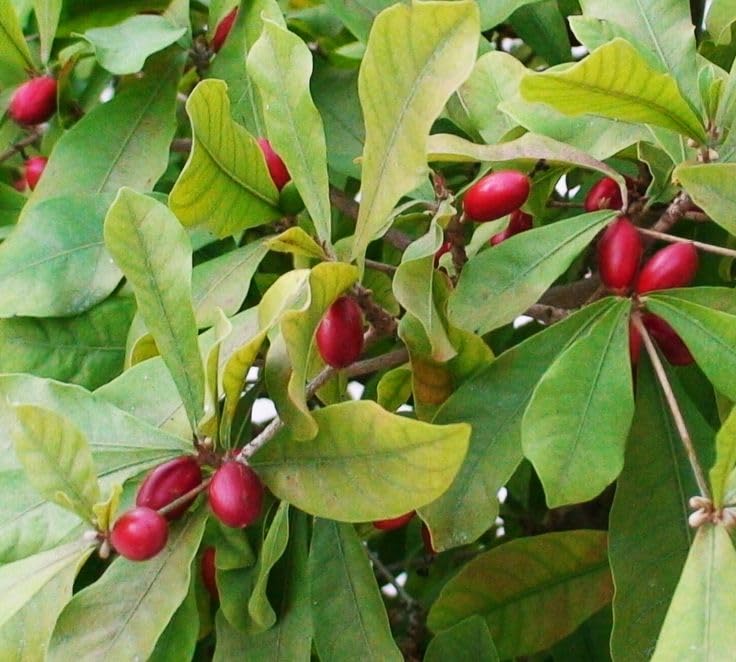 Seeds Ville Miracle Fruit Plant Tropical Natural Taste Changer Live