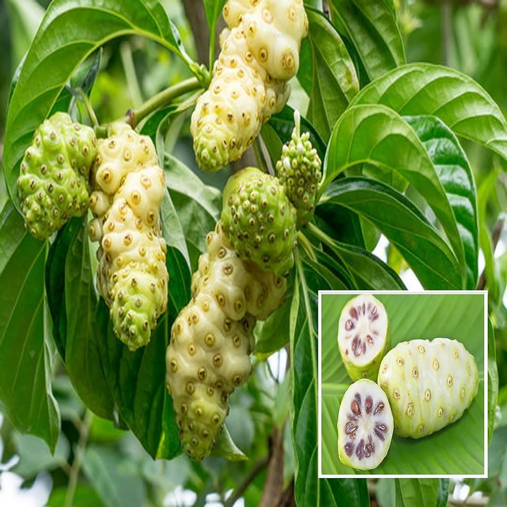 50+ Seeds- Organic Noni Fruit Seeds For Planting. Grow All India.