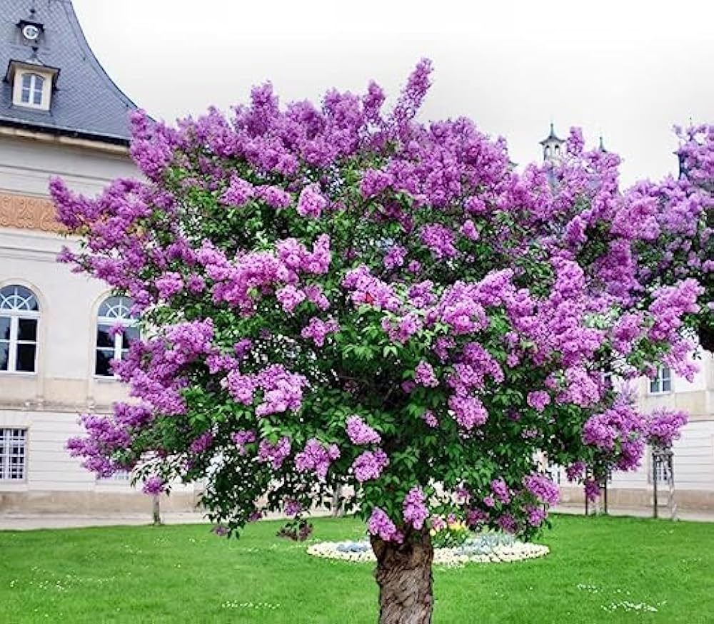 50 Seeds- Purple Lilac Bush Seeds For Home Garden- Grow In All Seasons - All India
