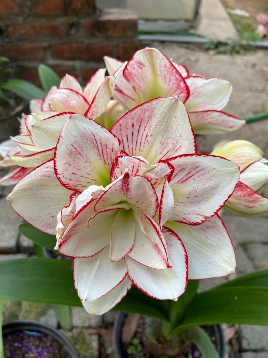 Radha Krishna Agriculture® Amaryllis Lily Flower Bulbs Double Imported for Home and Gardening Pack of 1 Bulbs (MAROON)