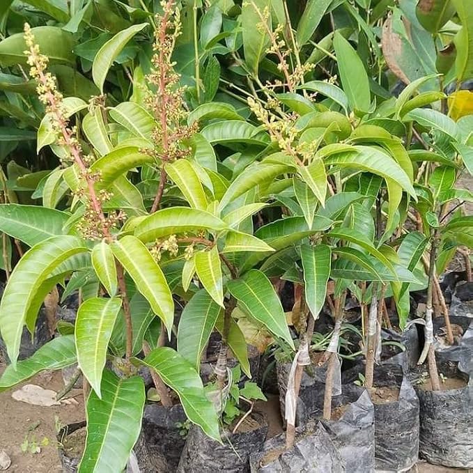 Seeds Ville Thai Baramasi Grafted Dwarf Mango Live Plant 36-45 cm