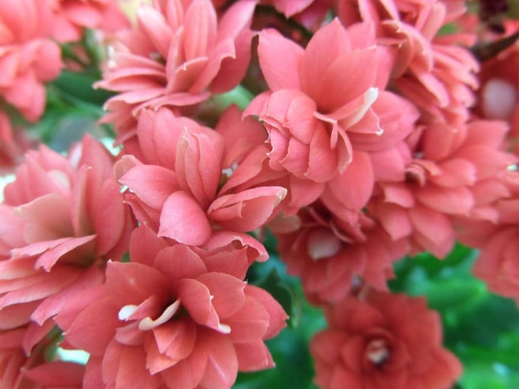 All season beautiful special variety live Red kalanchoe flower plant (Pack of 1 Healthy live plant)