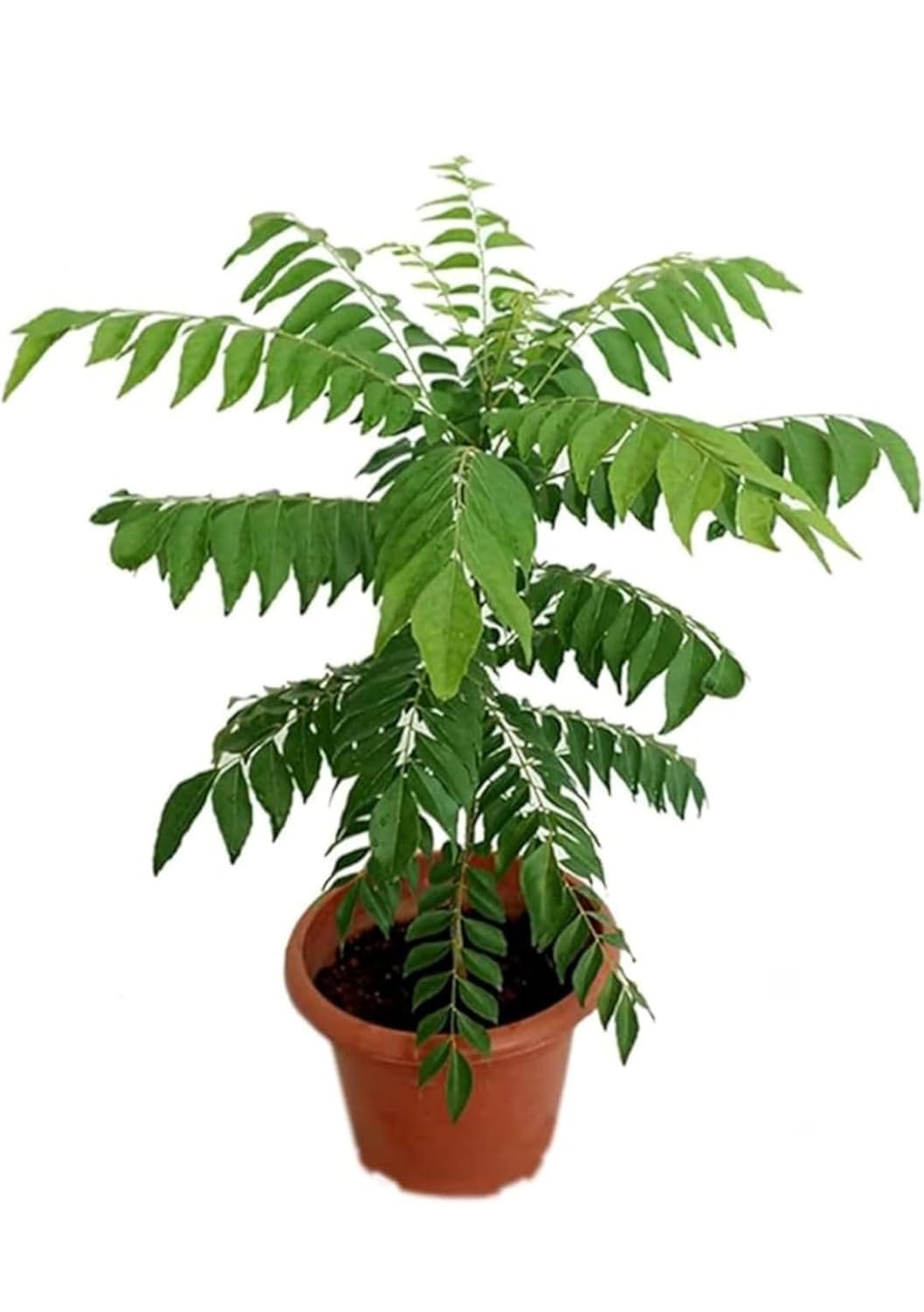 Curry Leaves (Kadi Patta) Live Herb Plant with Pot – Aromatic Culinary Essential for Indian Cooking | Medicinal Benefits | Easy to Grow Indoor Outdoor Plant | Pack of 1