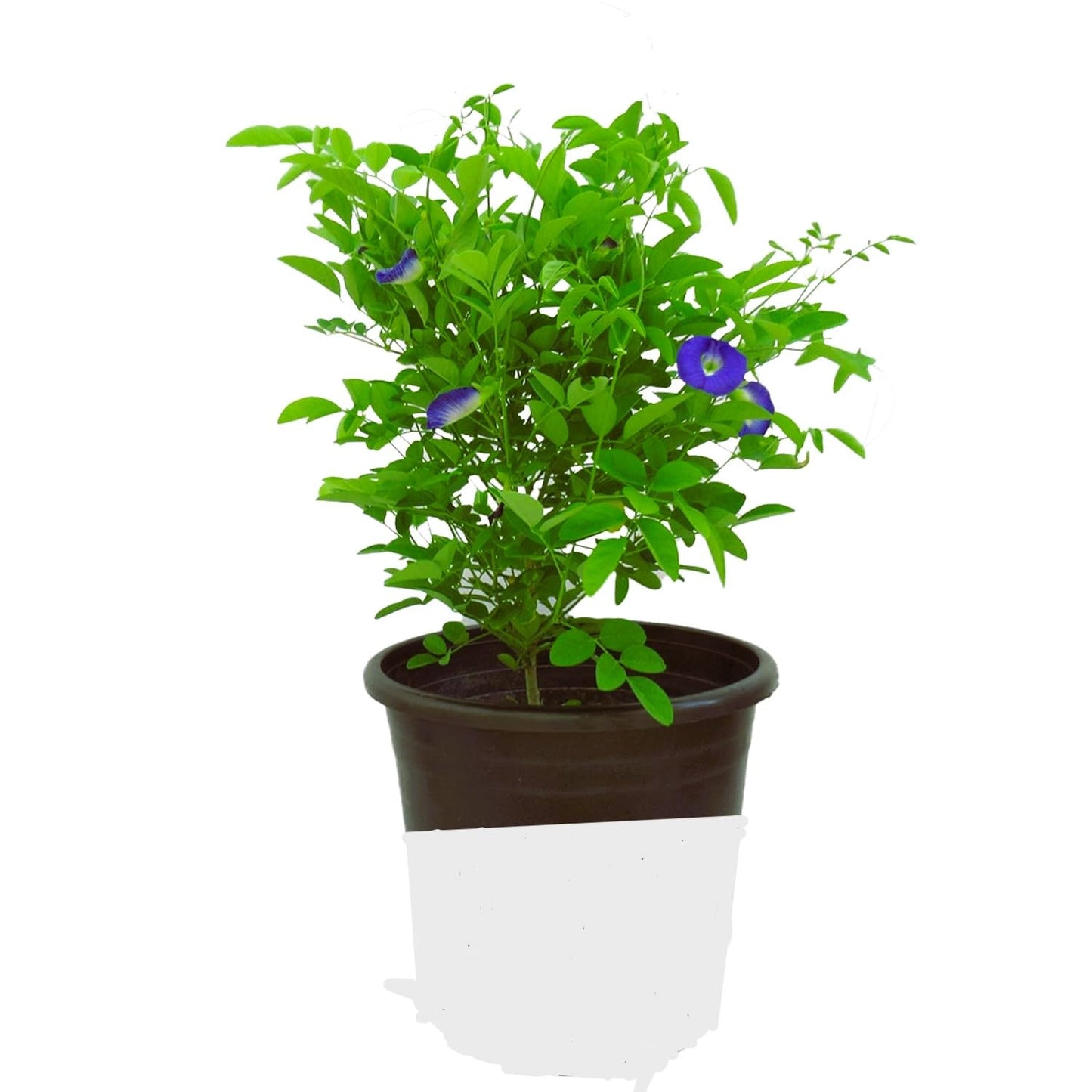 Reelzone Blue aprajita live plant butterfly aprajita pea flower,garden and indoor outdoor growing pack of 1