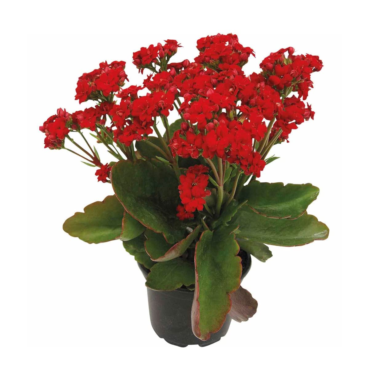 HYBRID RED KALANCHOE LIVE PLANT(PACK OF-1) - Seeds Ville