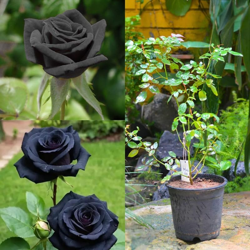 Seeds Ville Rare Black Rose Live Flowering Plant Pack of 1