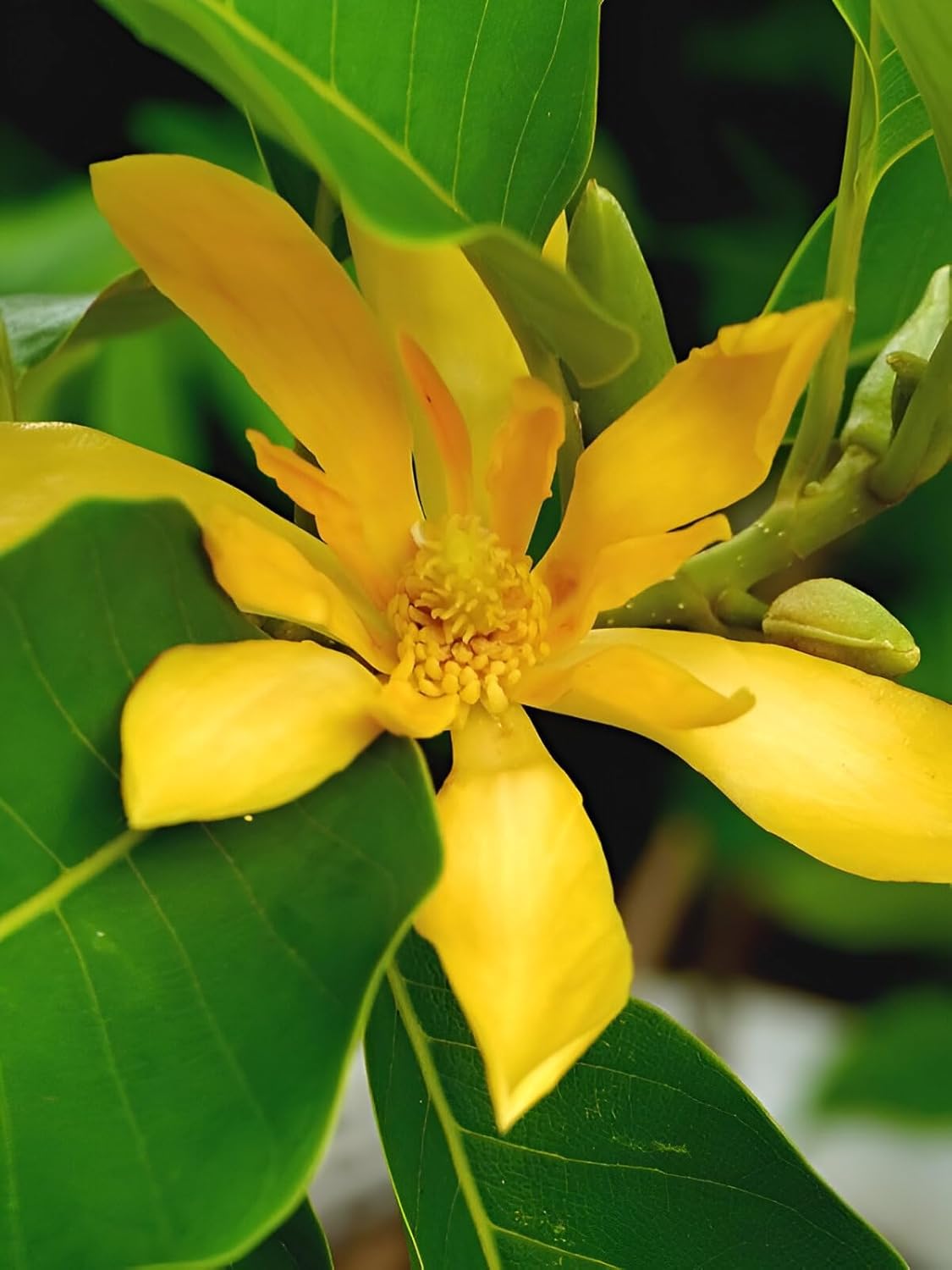 Live Champa Flower Plant – Hybrid Golden Swarna Champa (Michelia Hirwa Chafa) | Fragrant Sonchafa Champak Tree for Home Garden || without pot (pack of 1)