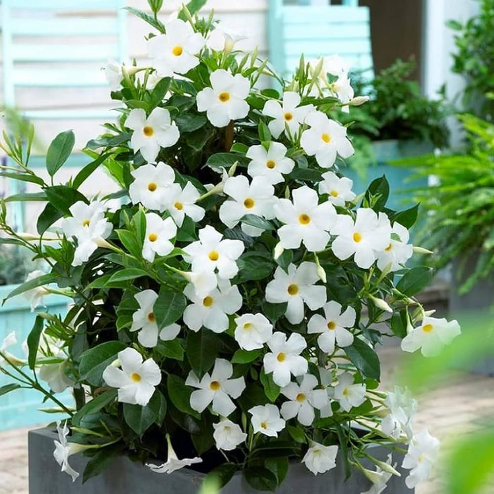 35+ Seeds- White Hybrid All Seasons Mandevilla Vine Flower Seeds- Grow All India