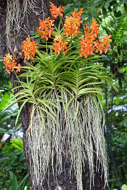 Seeds Ville Vanda Orchid Live Plants Combo Pack of 4 Mixed Colors