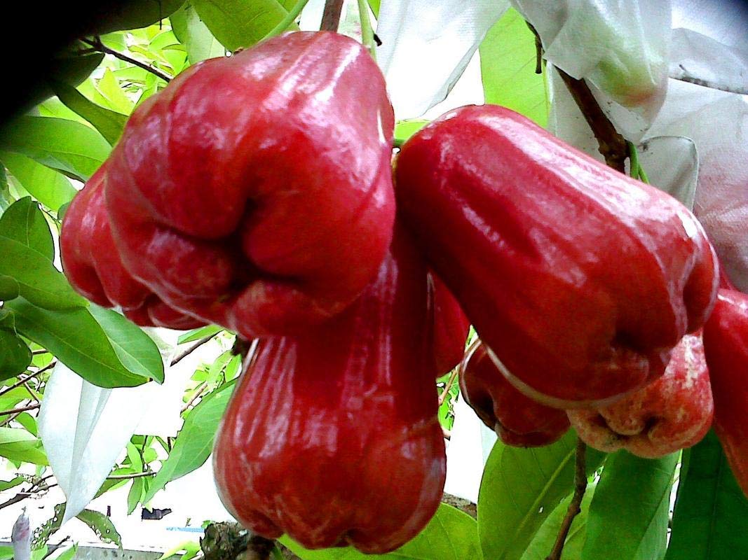 Sweet Red Water Apple Plant Big Size(400-450 GM) Thai Variety Healthy Live Plant Pack of 1 (Fruit After 1 Year)