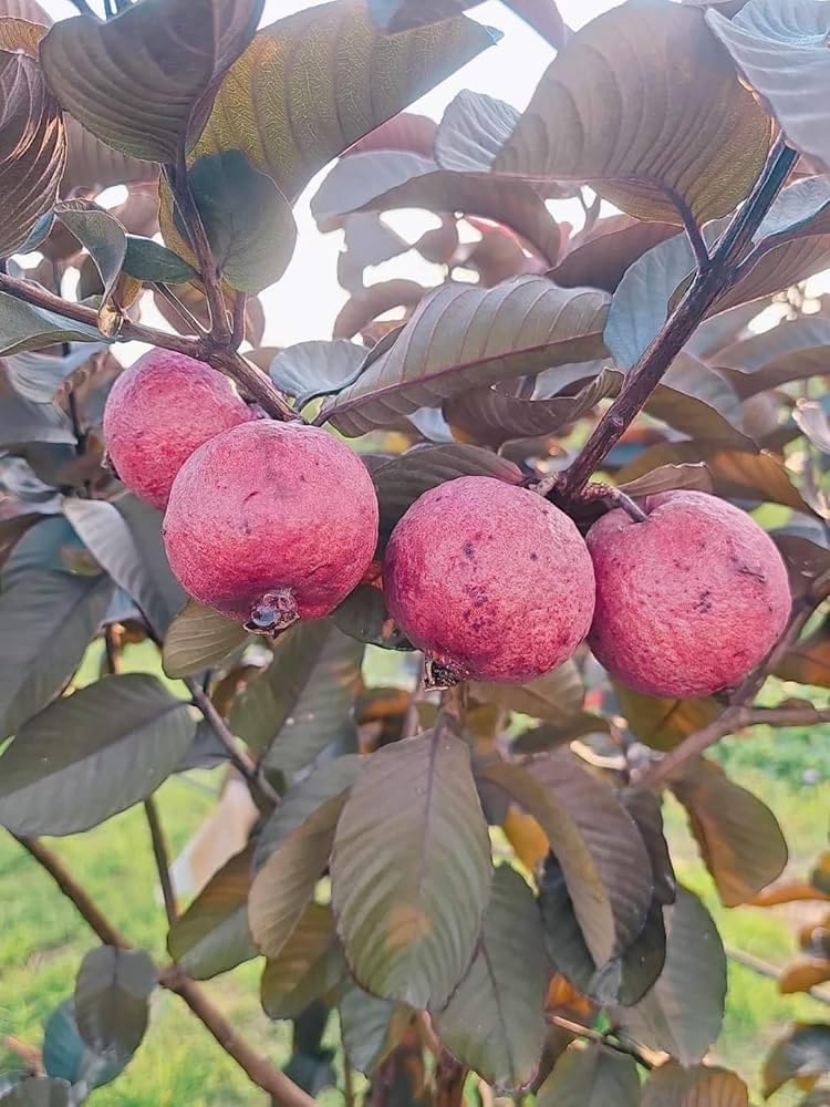 Seeds Ville Indonesian Black Diamond Guava Fruit Plant