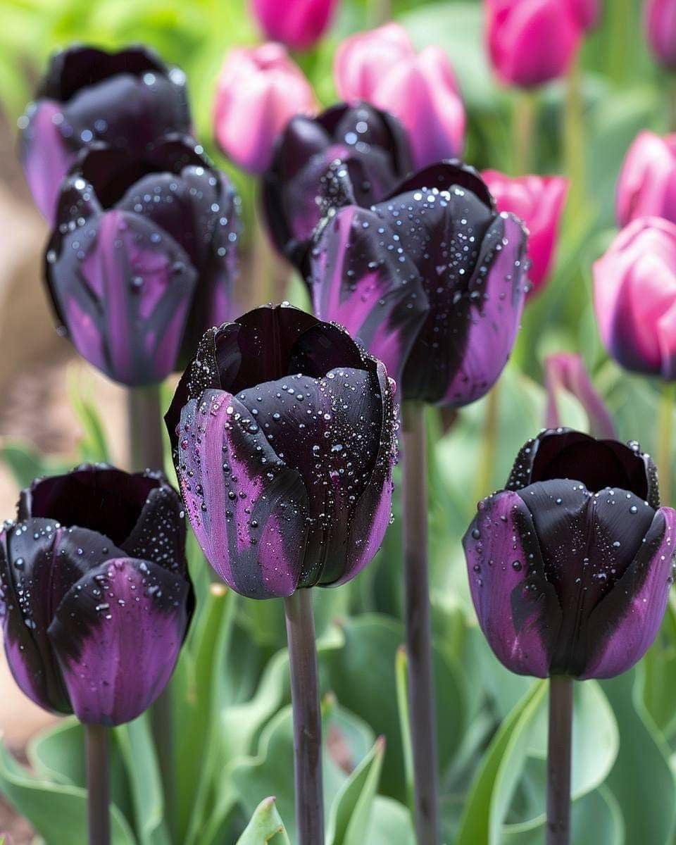 SVG® Tulip Flower Bulbs Imported Variety for Home and Gardening Pack of 1 Bulbs (PURE ORANGE)