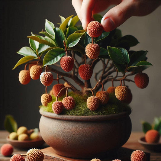 Dwarf Litchi/Lychee Fruit Seeds For Planting- Organic Seeds- Grow All India. (5 SEEDS)