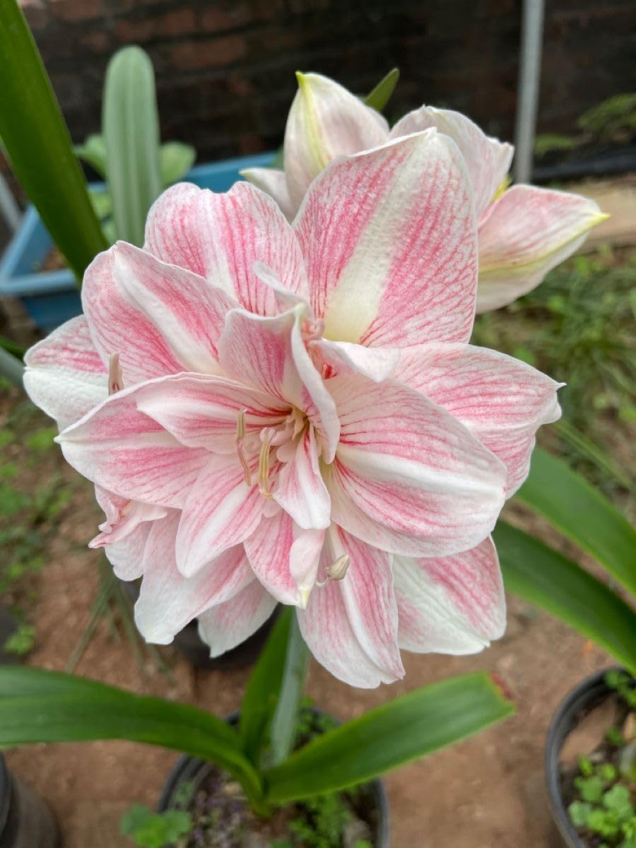 Radha Krishna Agriculture® Amaryllis Lily Flower Bulbs Double Imported for Home and Gardening Pack of 1 Bulbs (MAROON)