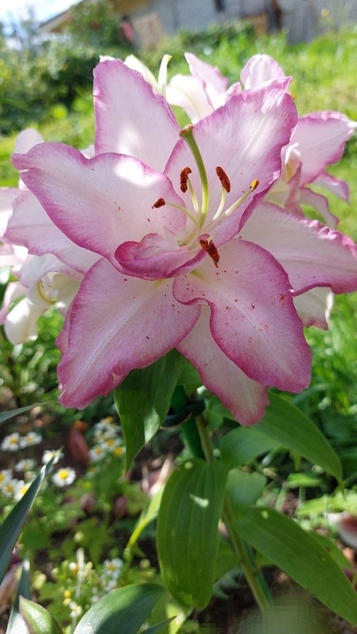 Seeds Ville Oriental Lily Double Flower Bulbs 2 Pack