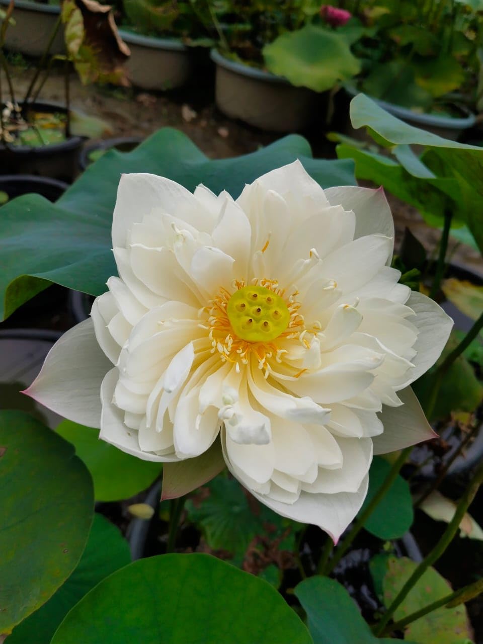 Lotus Flower (Tuber) Original Bharati Tropical White Variety Live Plant And All Season Flowers Pack Of 1