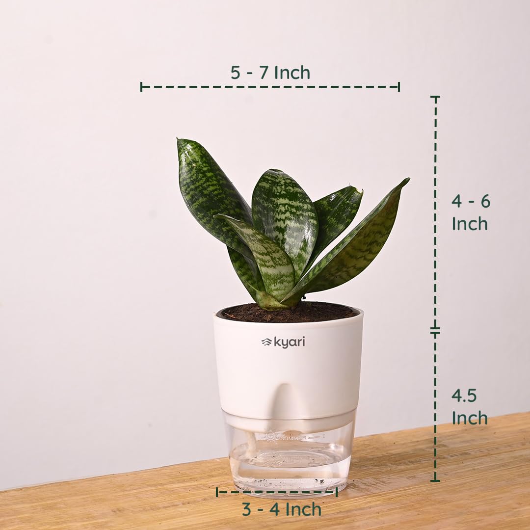 KYARI Sansevieria Green Snake Air Purifier Plant with White Self Watering Pot - Small 4 Inch