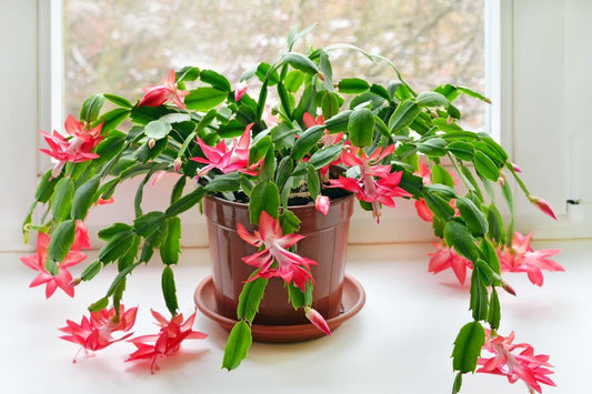 Indoor Cactus Succulent Seeds Pack - 35 Seeds Eco Pack (Christmas Cactus)