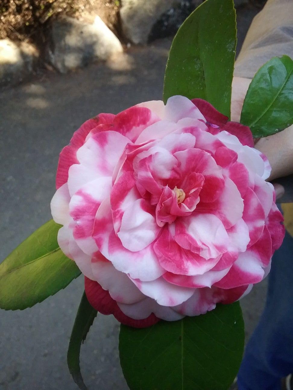 Camellia Flower live Plant-C04M - Seeds Ville