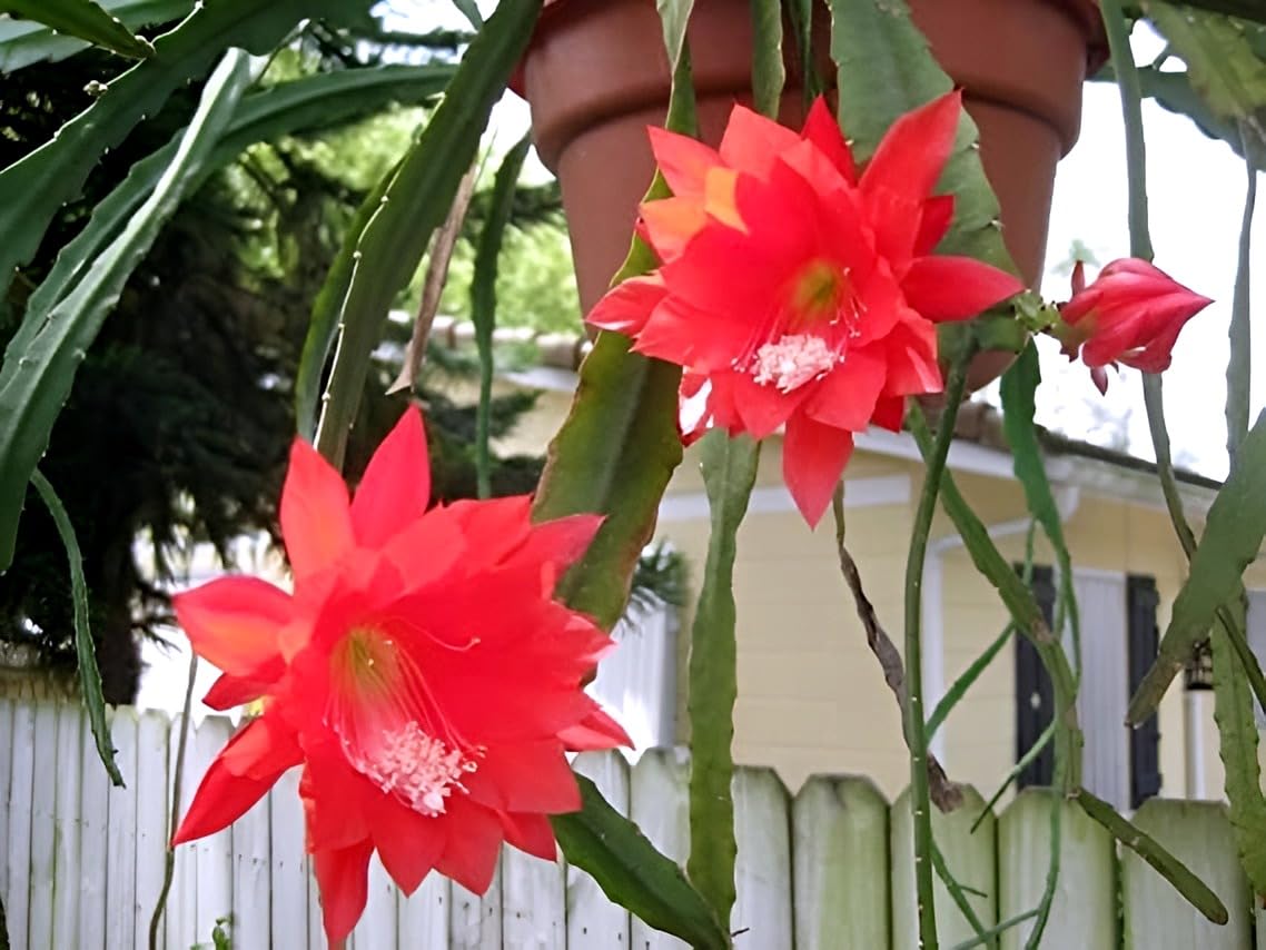 Red Night Queen Live Plant | Organic Flowering Plant for Garden, Balcony and Outdoor Spaces | Stunning Red Blooms with Rich Fragrance Ideal for Home Garden Lovers and Decorators
