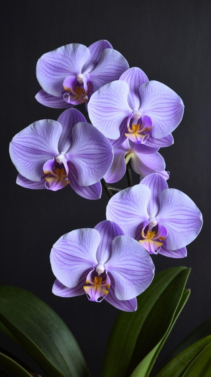 Orchid Plant Combo Pack of 4 Mix Colors | Without Pot | Indoor & Outdoor Live Plants