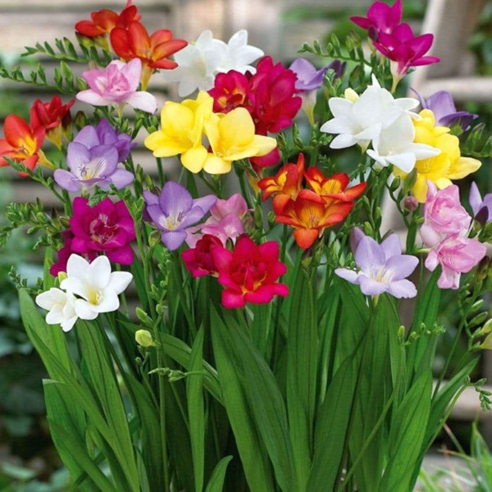 Greens Freesia Multicolor Flower Bulbs For Indoor/Outdoor Gardening (Set Of 10 Bulbs)