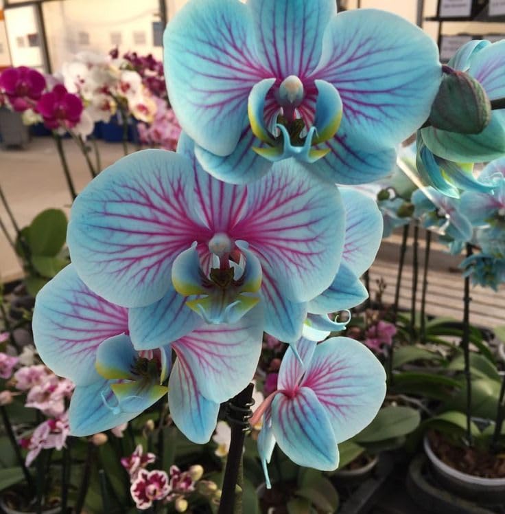 Seeds Ville Dendrobium Orchid Live Flowering Plant