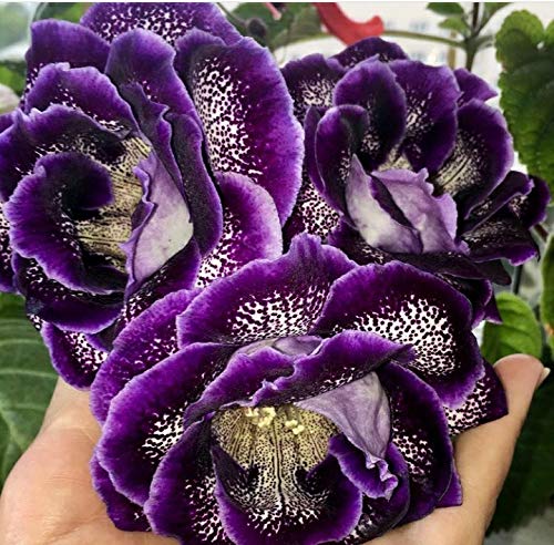 Seeds Ville Kaiser Wilhelm Gloxinia Flower Bulbs Pack of 5