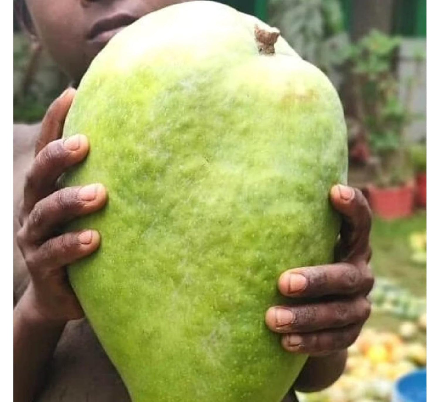 Purple Japanese Miyazaki Mango Plant Original Grafted Fruit Tree Height 1.5-3 Feet Plant Hybrid Plant Fruit In Just 2-3 Years Perfect For Home Gardens Mango Tree Taiyo No Tamago Eggs Of Sun