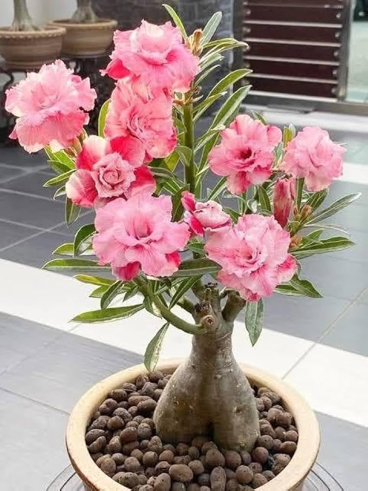 Rosy Adenium/Desert Rose Flower Live Plant Indoor Bonsai (Desert Rose) (1 Live Bonsai Plant) Without pot:.. Small plant