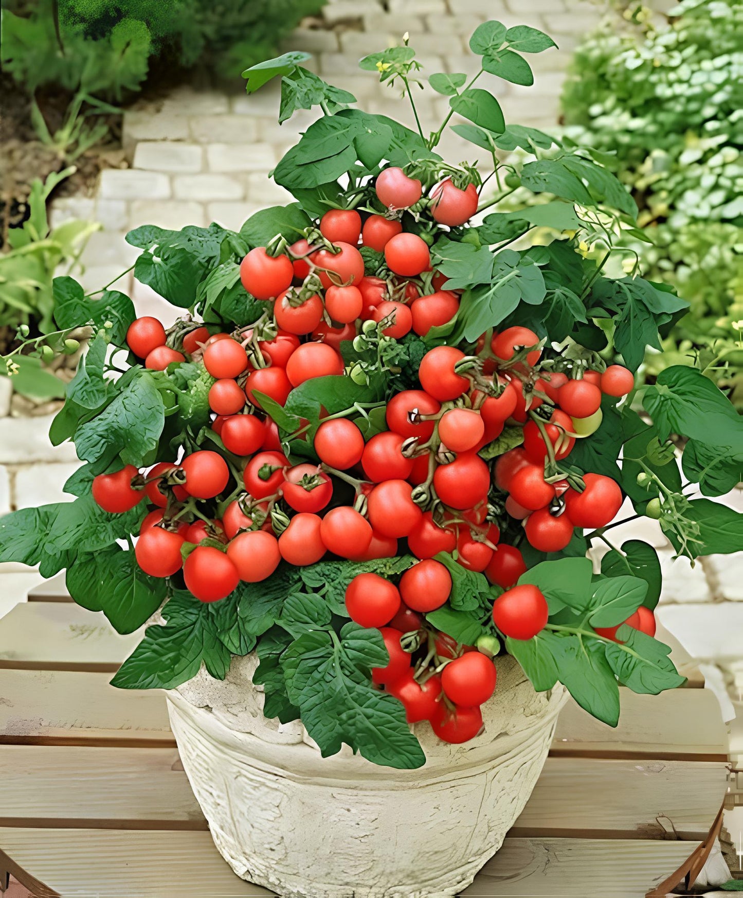 Organic Seeds Red Indoor Dwarf Tomato Determinate Non GMO Heirloom- 50+ Seeds - Seeds Ville