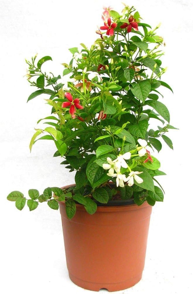 Seeds Ville Madhu Malati Climbing Live Plant