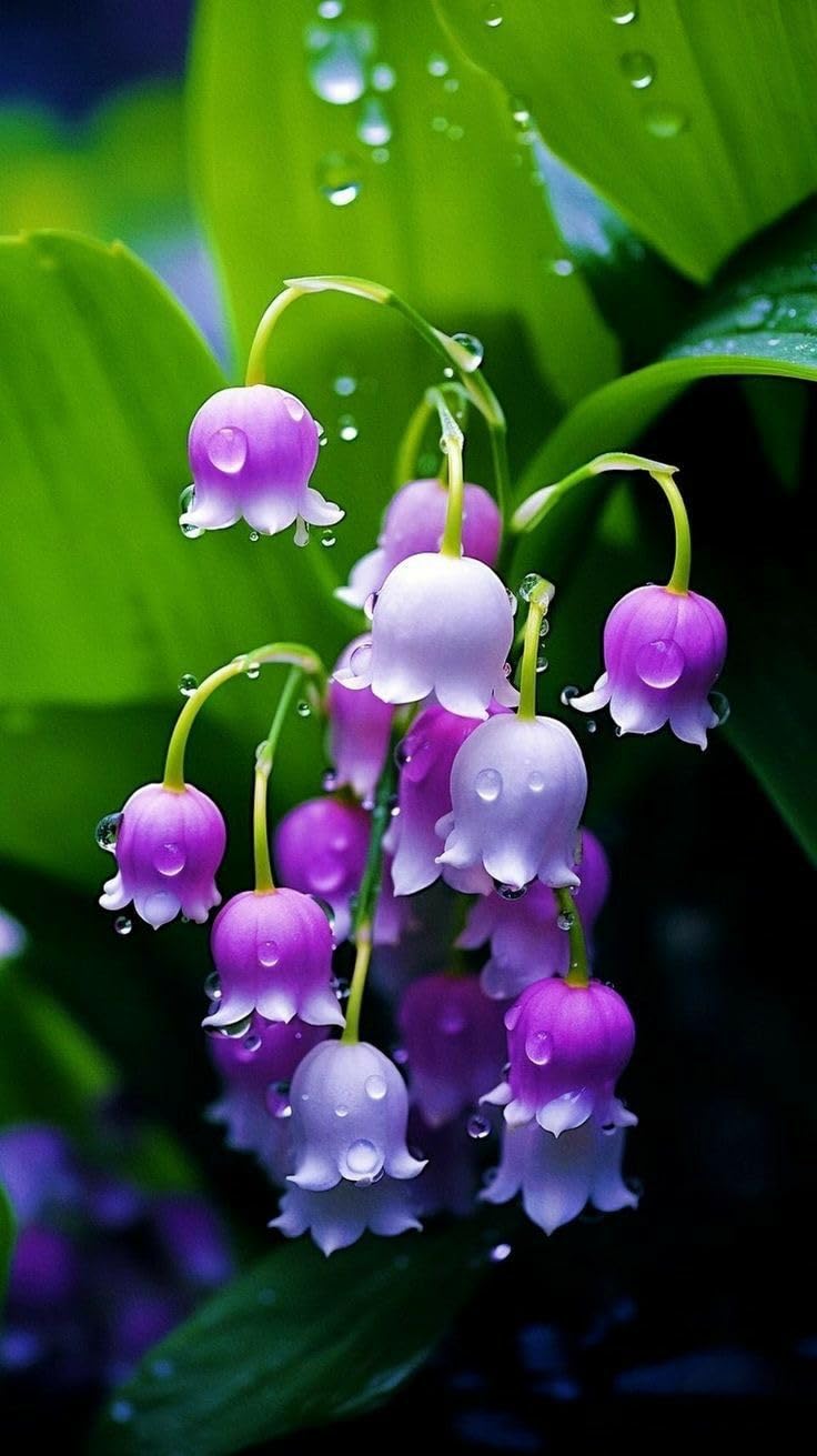 Ritz Farming® Lily Of The Valley Flower Seeds For Your Home and Gardening Pack of 50 to 60 seeds (BLUE)