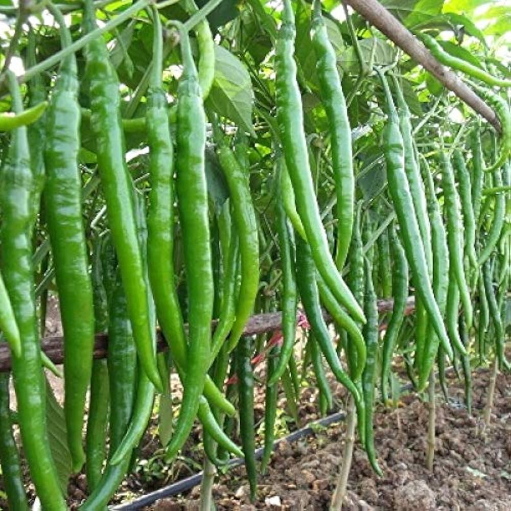 Chilli Hot Jwala Pariksha Hybrid 100 Seeds - ORGANIC