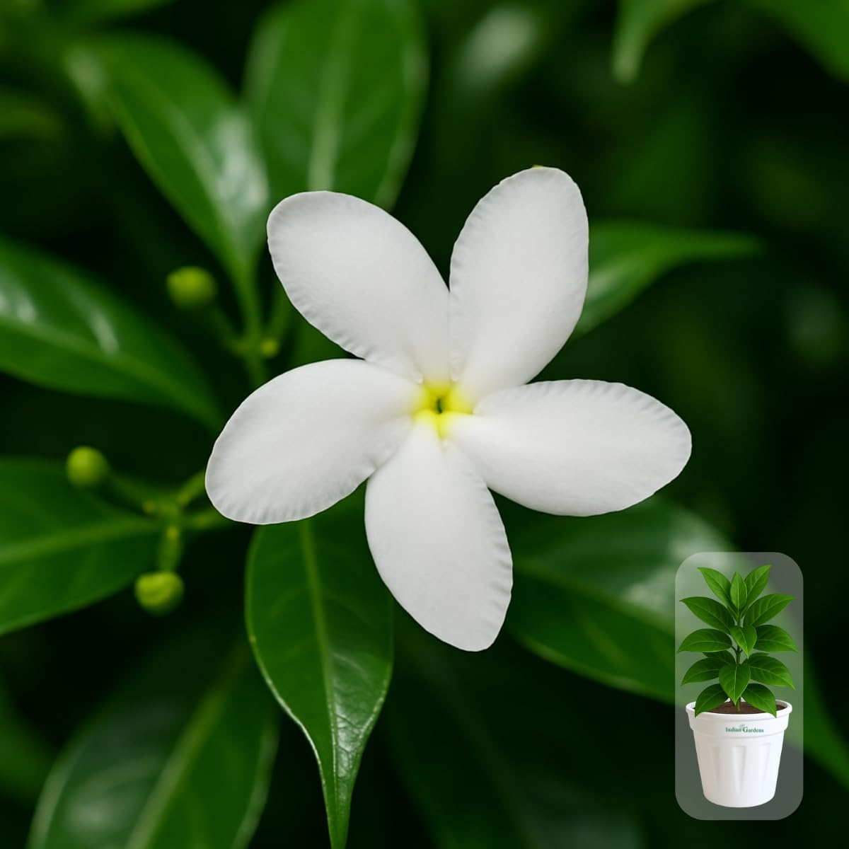 Indian gardens - Nanthiyavattai | Nerium Jasmine | Crape jasmine | Pinwheel Flower | Outdoor Live plants (Moon, 6 Inch White)