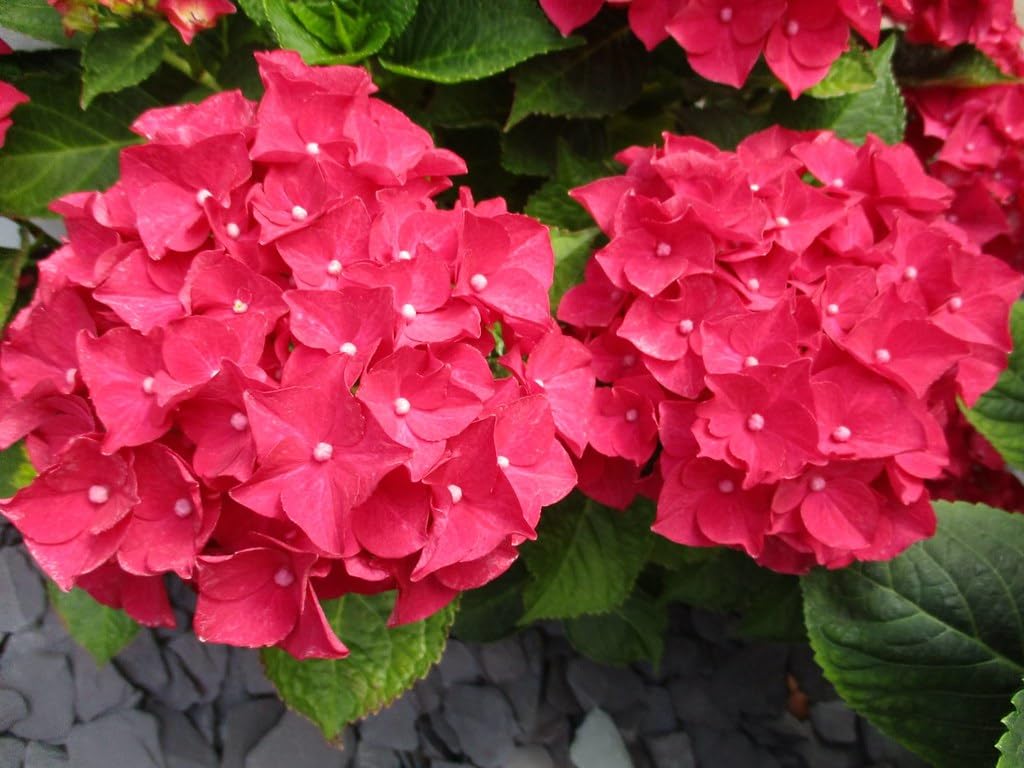 Hybrid Hydrangea Red Color Flower Live Plant Pack Of-1 (Original Variety) Healthy Plant With