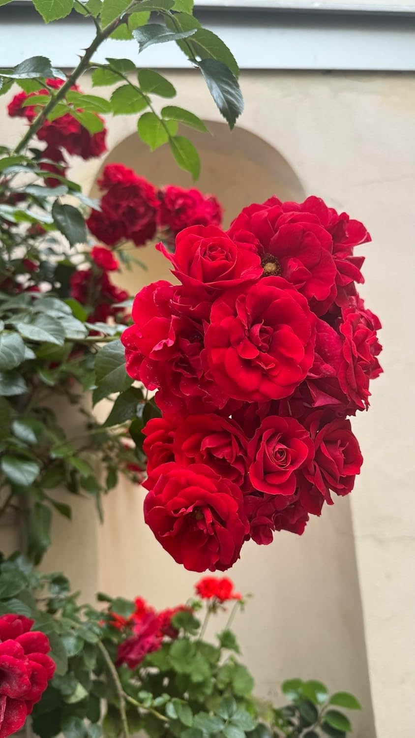 Imported Climbing Rose Flower seeds for Home and Kitchen Gardening Pack 150+ Seeds (DARK RED)