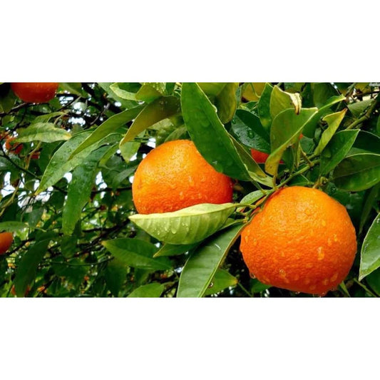 Ariya Vietnam malta Mosambi All Time Variety Grafted Fruit Live Plants & Tree(1.5-2 Ft Size)