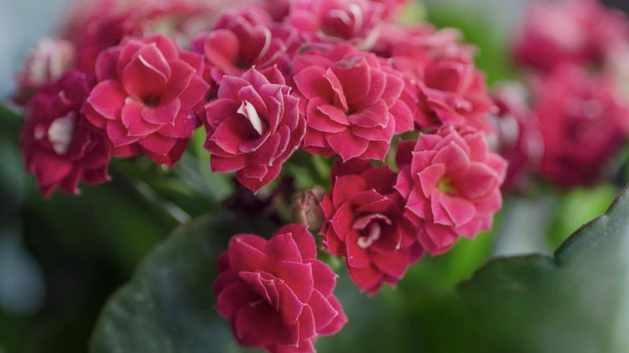 All season beautiful special variety live Red kalanchoe flower plant (Pack of 1 Healthy live plant)